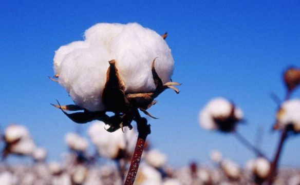 棉花烘干房 棉花烘干房
